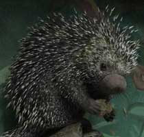 Prehensile Tailed Porcupine, Barb and Carly200.jpg