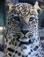 Leopard-Kenji200.jpg