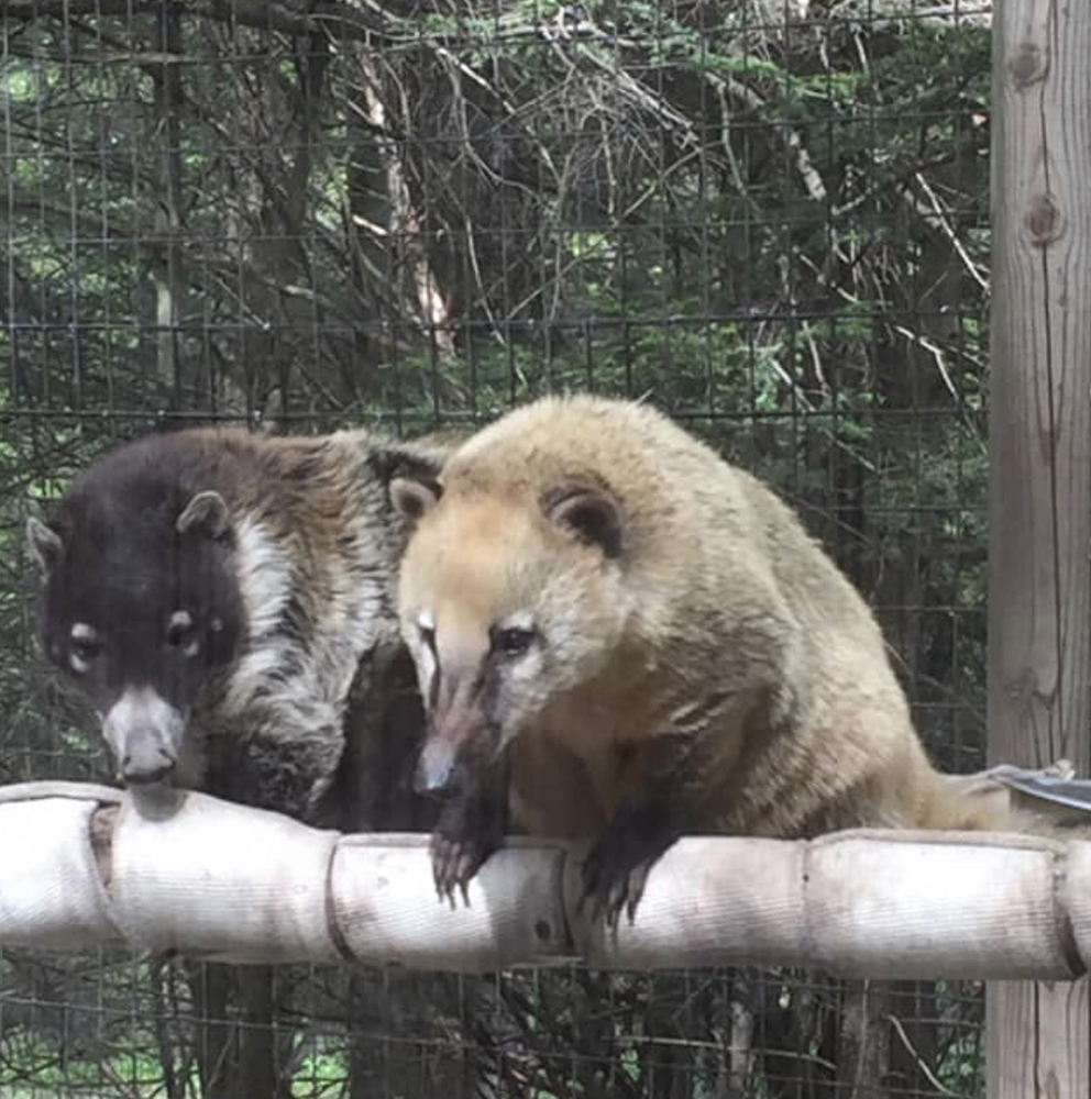 POCONOS: Claws 'N' Paws Animal Park in the POCOCNO tourist ...