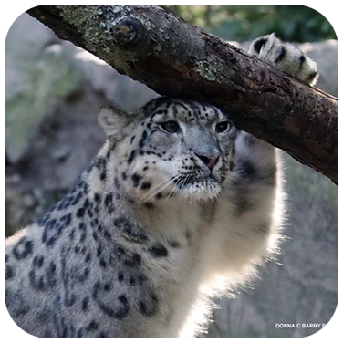 a cat sitting on top of a leopard