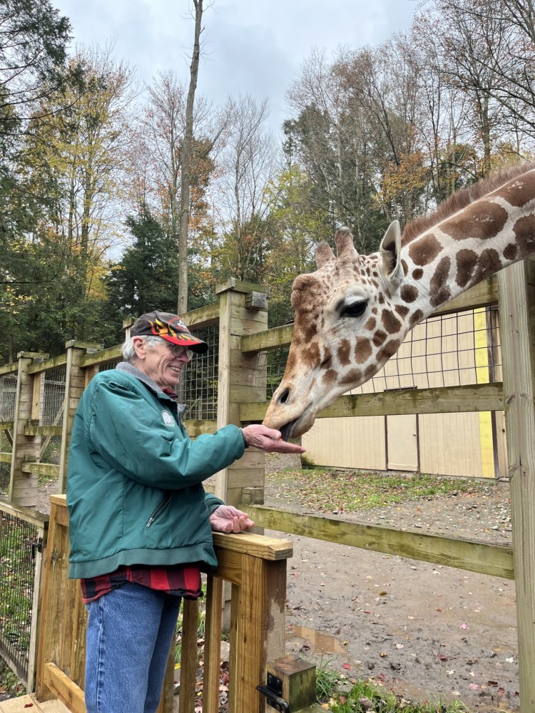 Person in green jacket feeding a giraffe at a zoo enclosure.