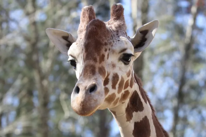Close-up of a giraffe with a blurred forest background.
