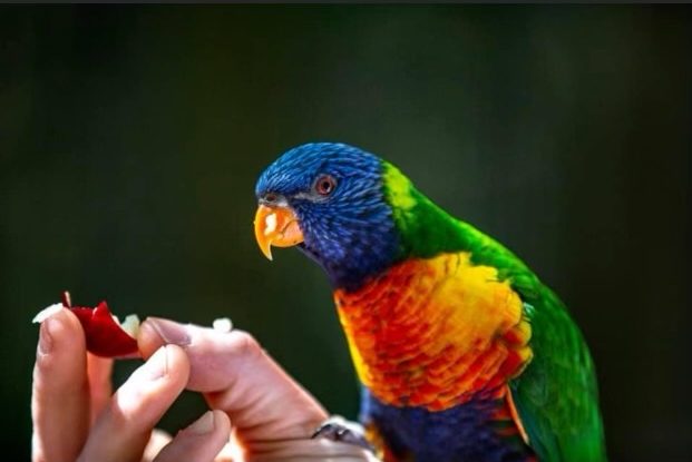 a colorful bird standing in front of a parrot