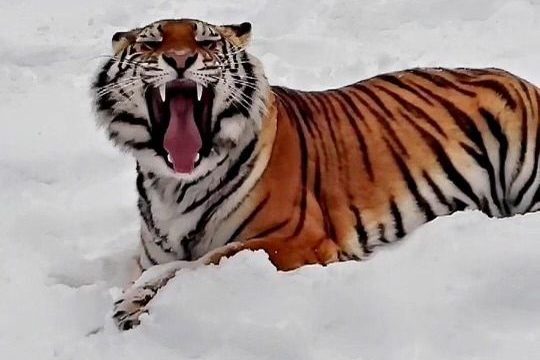 a dog that is covered in snow