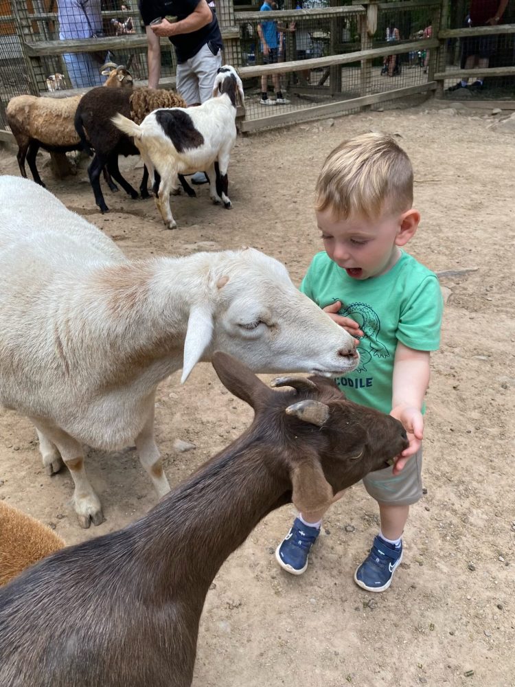 a young boy petting a sheep