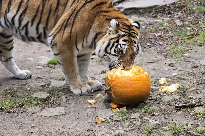 Tiger eating a smashed pumpkin on the ground with scattered pieces around.