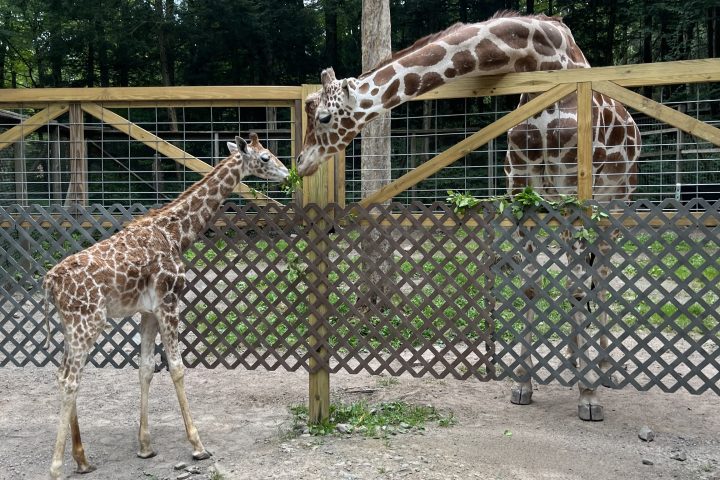 Two giraffes in a fenced enclosure with trees in the background.