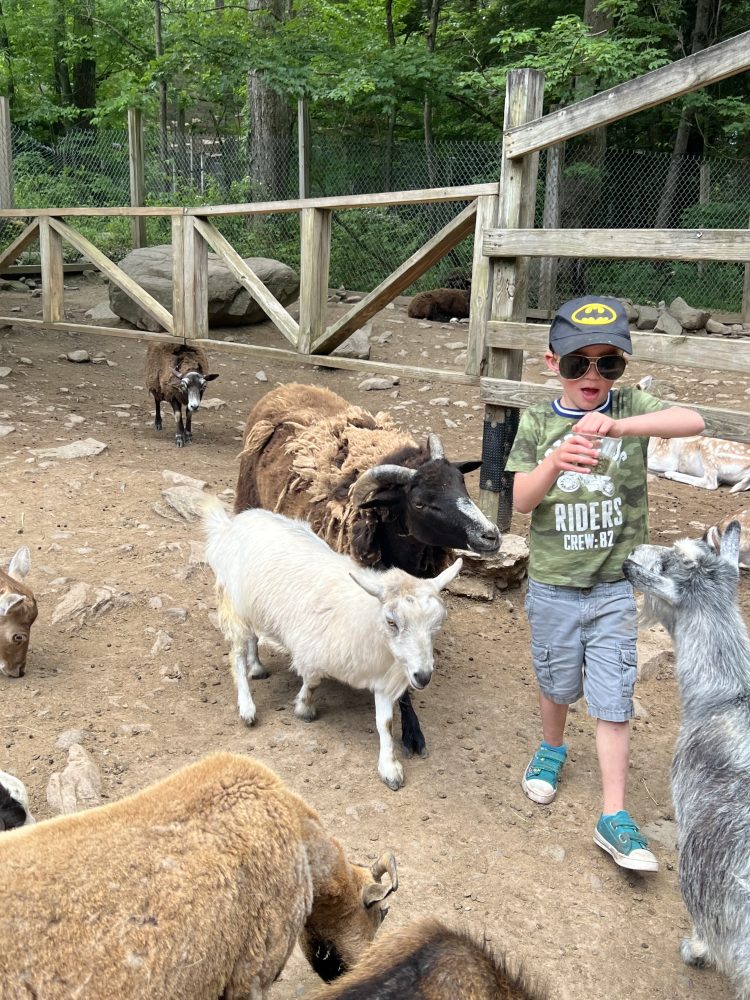 Child feeding goats and sheep in a petting zoo area.