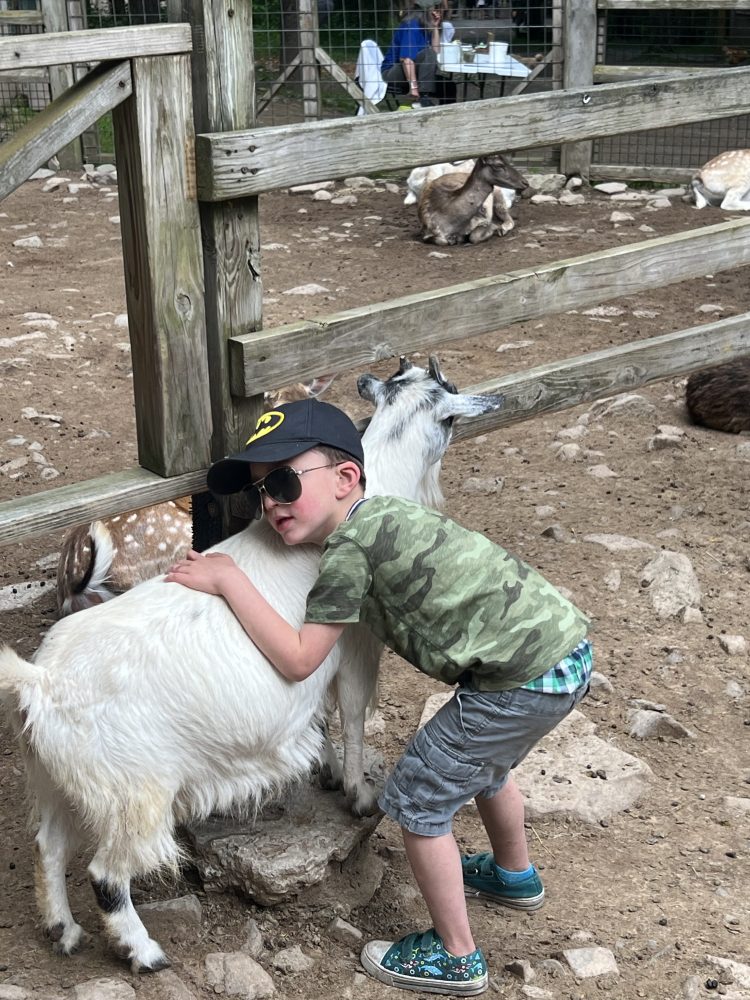 Child in cap hugging a goat in a fenced area with other goats.